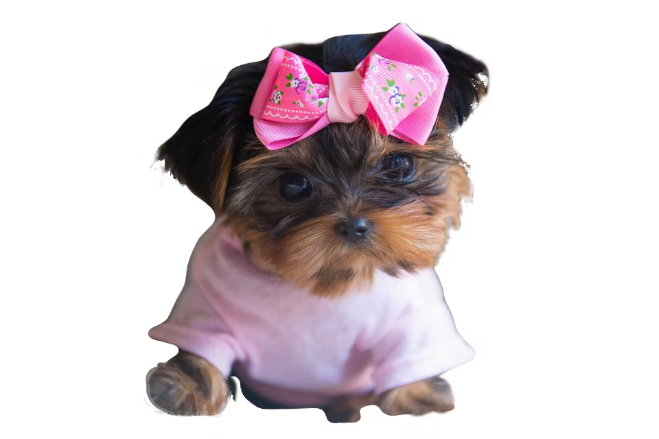 yorkiefamily yorkiefamily